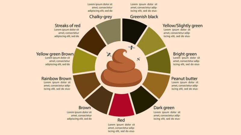 Benefits Of The Bristol Stool Chart