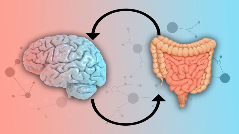 Practical Tips to Support Correlation Between Your Gut and Your Mind