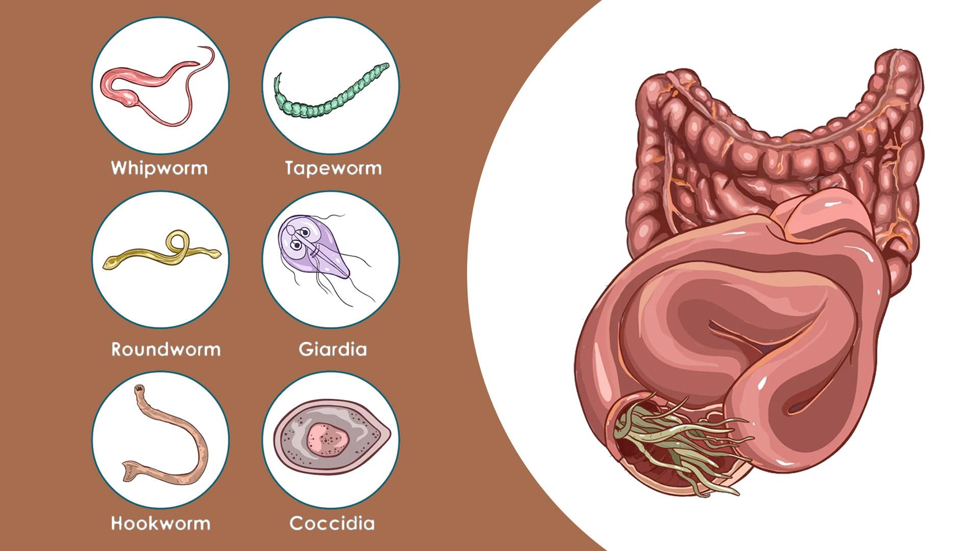 Common Parasites Found in Humans